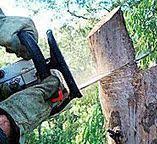 How Our Tree Care Process Works  in  Port Barrington, IL