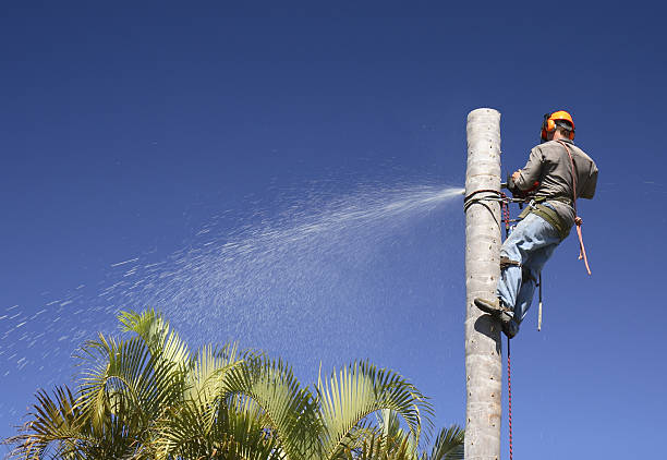 Best Leaf Removal  in Port Barrington, IL