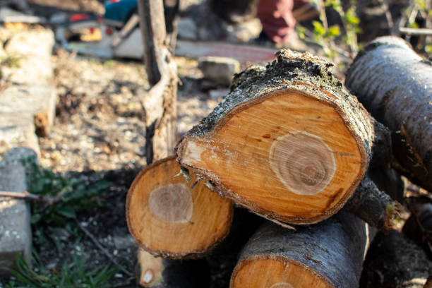 Best Tree Cabling and Bracing  in Port Barrington, IL