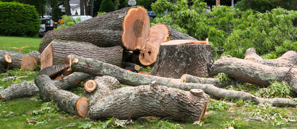 Best Tree Risk Assessment  in Port Barrington, IL
