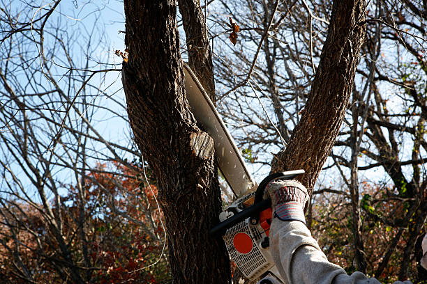 Trusted Port Barrington, IL Tree Care Experts