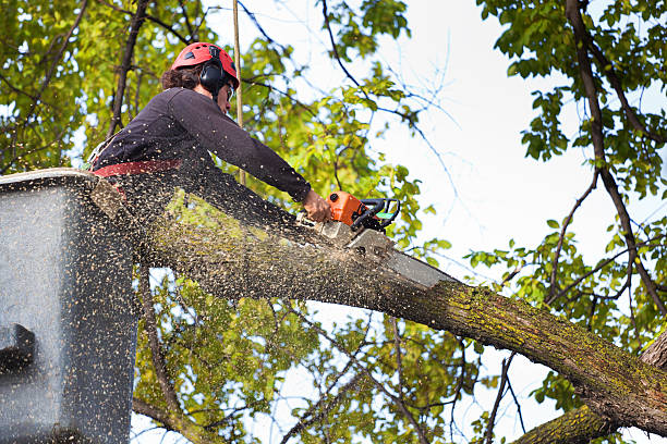 Tree and Shrub Care in Port Barrington, IL