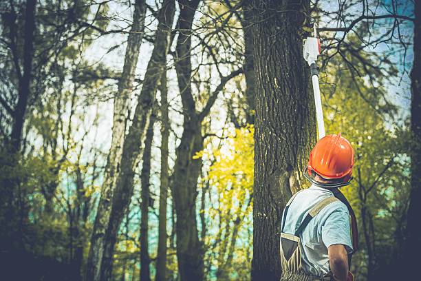 Best Hazardous Tree Removal  in Port Barrington, IL