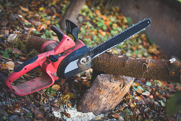 Best Tree Mulching  in Port Barrington, IL